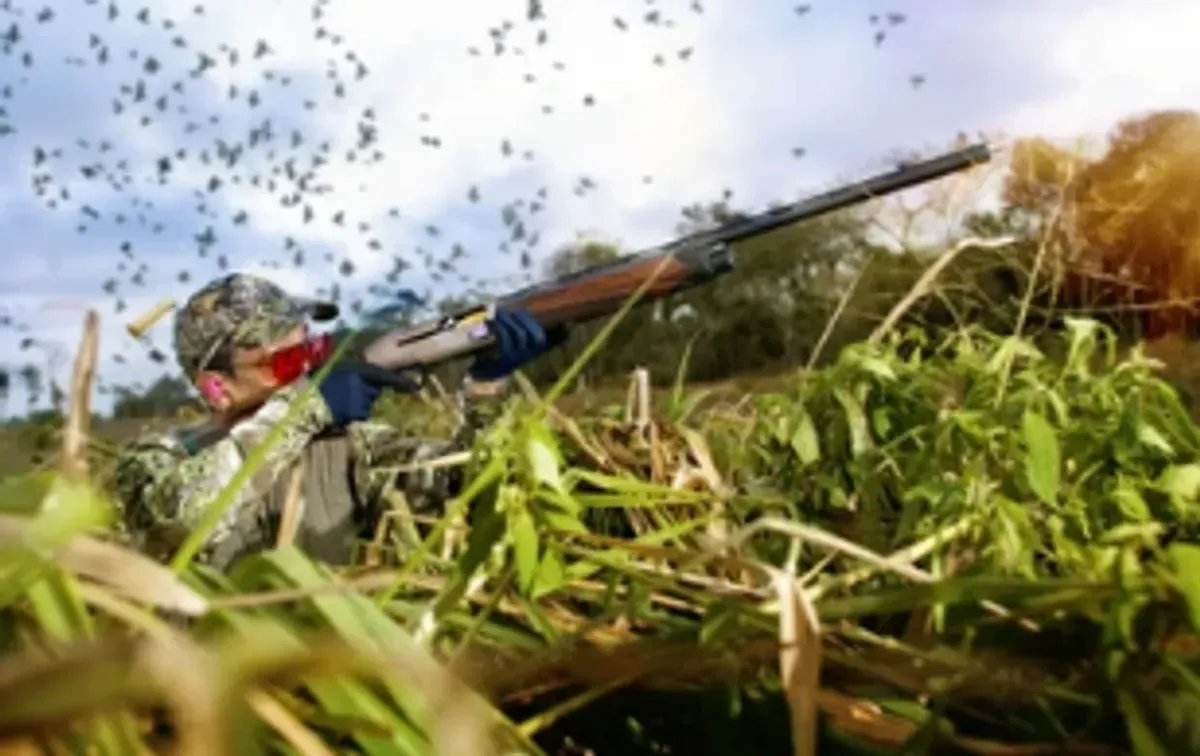 dove hunting