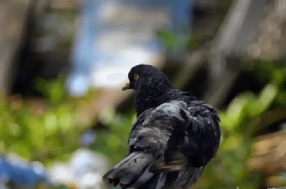 pigeon snap